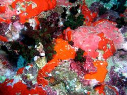 Assorted sponges taken while diving at Muthafushi Thila n... by Anna Wright 